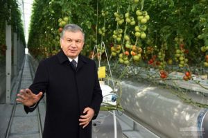 Modern greenhouses big source of jobs and exports