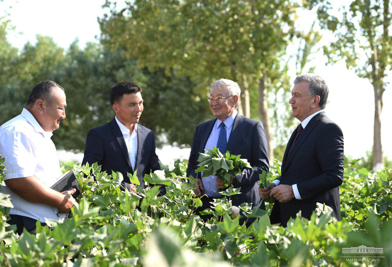 Shavkat Mirziyoyev g‘o‘za rivojini ko‘zdan kechirdi